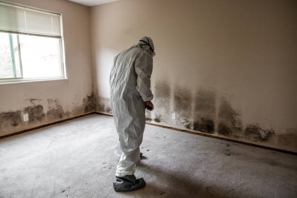 Best Emergency Mold Remediation in Towanda, KS